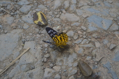 Dysphania subrepleta