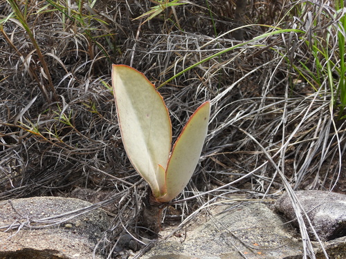 Image of Kalanchoe synsepala by (c) amantedarmanin, some rights reserved (CC BY)