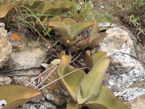 Kalanchoe synsepala, photograph 6