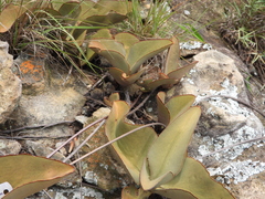 Kalanchoe synsepala, photograph (c) amantedarmanin, some rights reserved (CC BY)