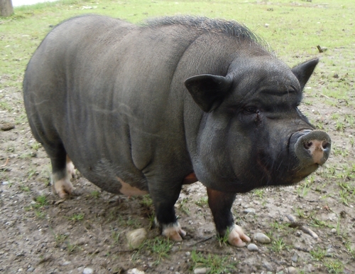 Wild Boar