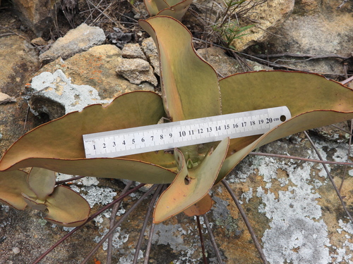 Image of Kalanchoe synsepala by (c) amantedarmanin, some rights reserved (CC BY)