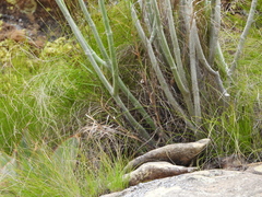 Cynanchum perrieri, photograph (c) amantedarmanin, some rights reserved (CC BY)