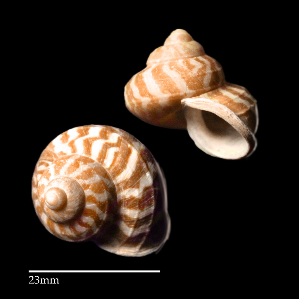 Cyclophorus tigrinus
