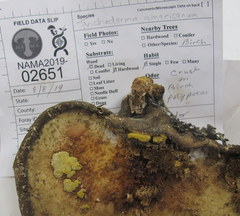 Trichoderma americanum