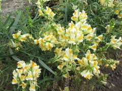 Linaria vulgaris
