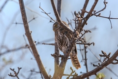 Glaucidium gnoma hoskinsii