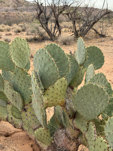 Opuntia engelmannii
