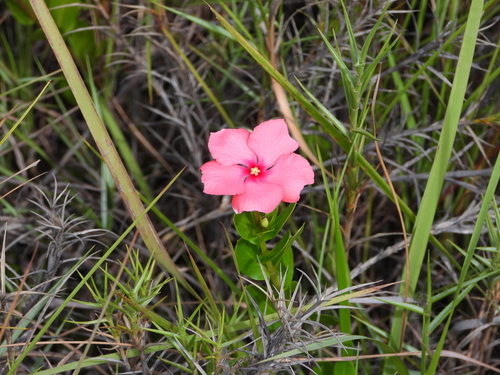 Catharanthus ovalis, photograph 4