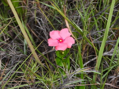 Catharanthus ovalis, photograph (c) amantedarmanin, some rights reserved (CC BY)