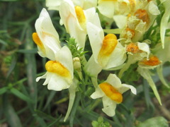 Linaria vulgaris