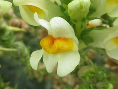 Linaria vulgaris