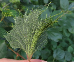 Vitis riparia