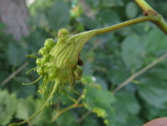 Vitis riparia