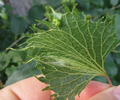 Vitis riparia