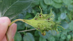 Vitis riparia