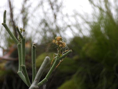 Cynanchum perrieri