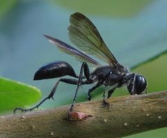 Isodontia