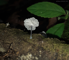 Tetrapyrgos nigripes