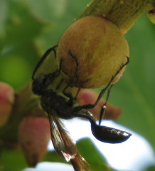 Isodontia