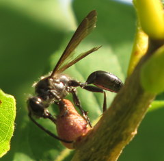 Isodontia