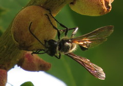 Isodontia