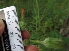 Sonchus arvensis