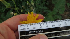 Sonchus arvensis