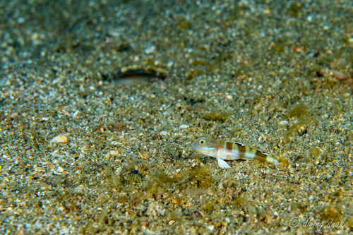 Valenciennea wardii observed 2024-07-14