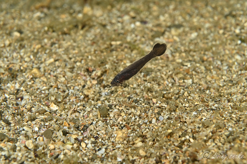Pseudamia gelatinosa observed 2024-07-14