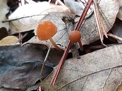 Marasmius spegazzinii