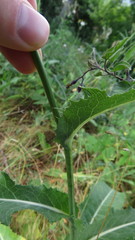 Sonchus arvensis