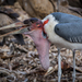 Marabou Stork - Photo (c) Eden Fontes, some rights reserved (CC BY-NC), uploaded by Eden Fontes