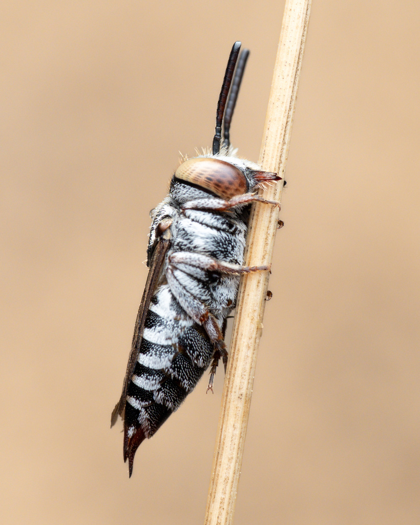 Red-tailed Sharp-tail Bee