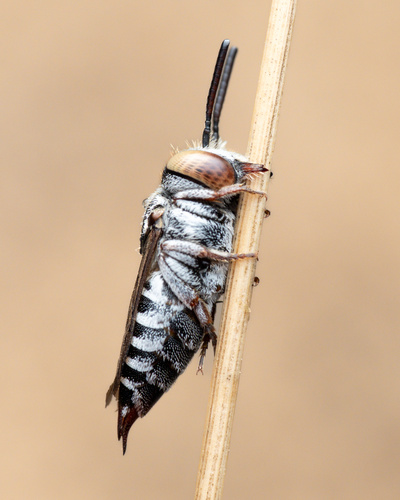 Coelioxys brevis