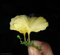 Cotylidia aurantiaca