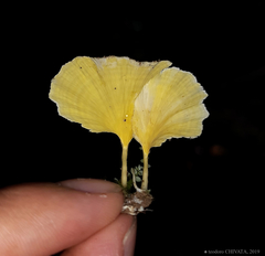 Cotylidia aurantiaca