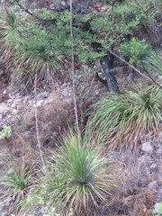 Dasylirion acrotrichum