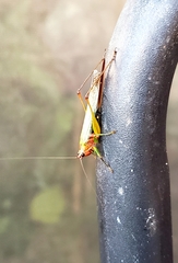 Conocephalus nigropleurum