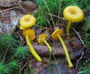 Shining Waxcap - Photo (c) mycowalt, some rights reserved (CC BY-NC), uploaded by mycowalt