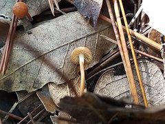 Marasmius spegazzinii