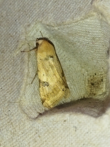 The Bordered Straw photo 4