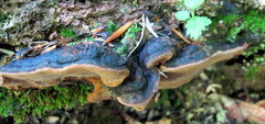 Phellinus lundellii