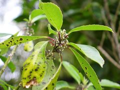 Melicytus macrophyllus