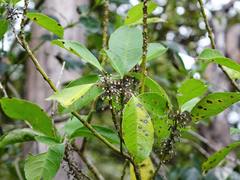 Melicytus macrophyllus