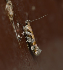 Aristotelia devexella