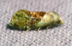 Cochylis viscana