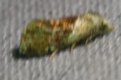 Cochylis viscana