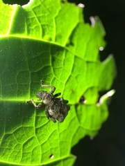 Lyperobates