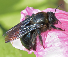 Xylocopa californica arizonensis